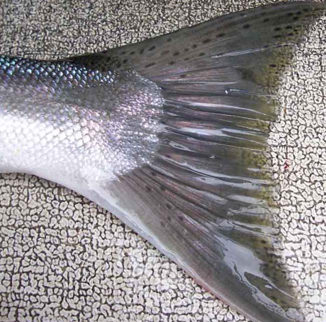 mystery caudal fin.jpg